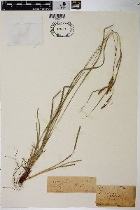Carex virescens var. costata image