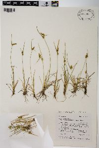 Carex viridula image