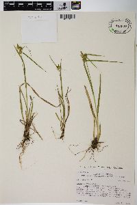 Carex viridula image