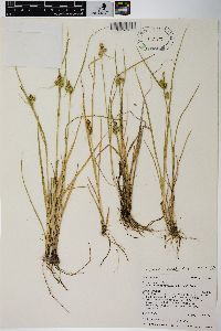 Carex viridula image