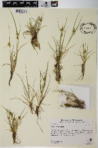 Carex viridula image