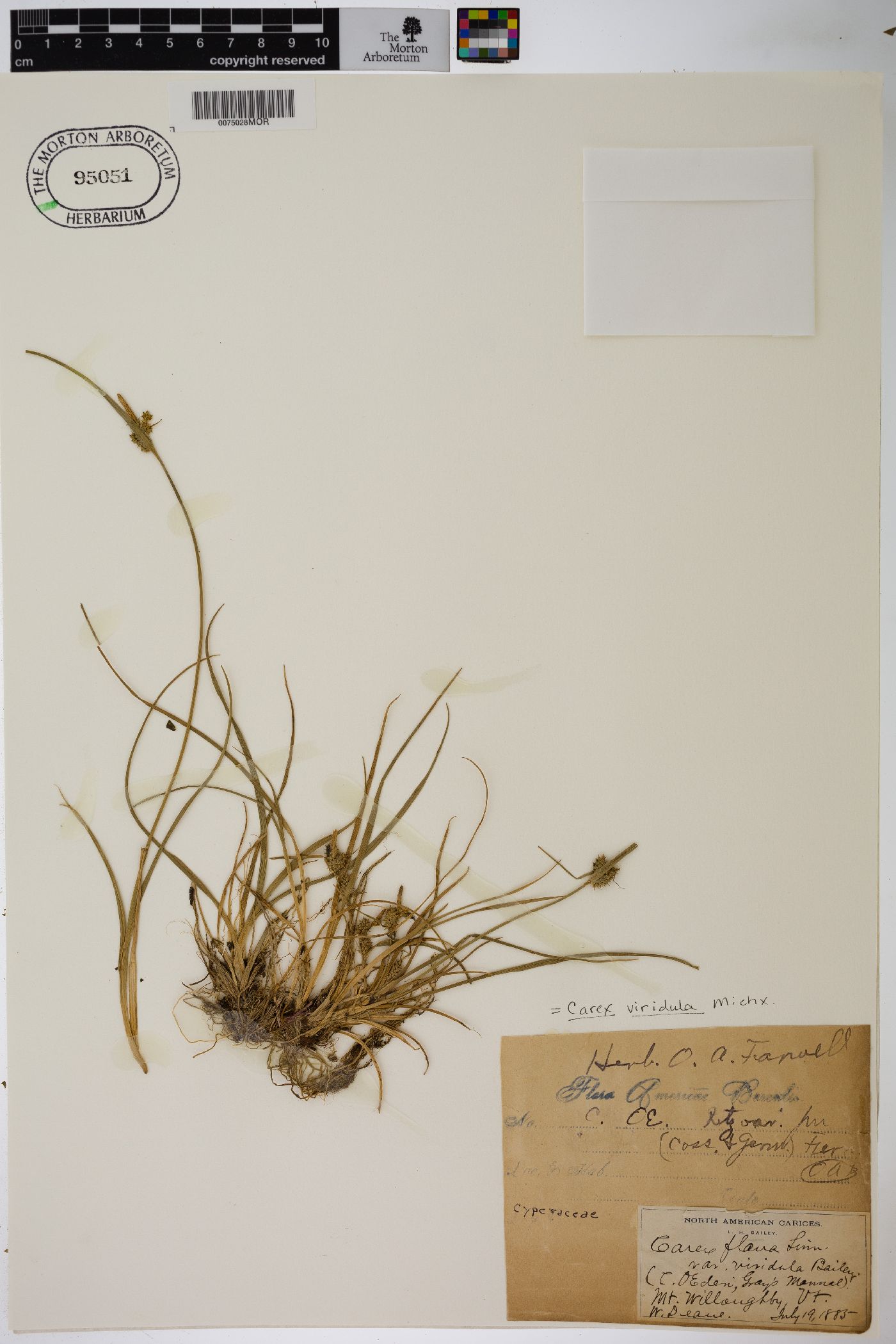 Carex flava var. viridula image