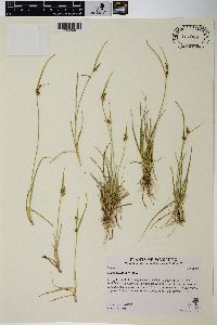 Carex viridula image