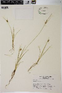 Carex viridula image