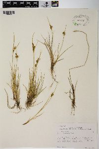 Carex viridula image