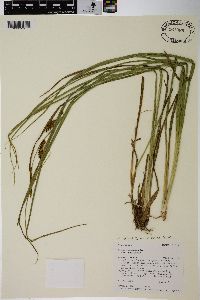 Carex vesicaria image