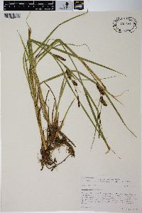 Carex vesicaria image