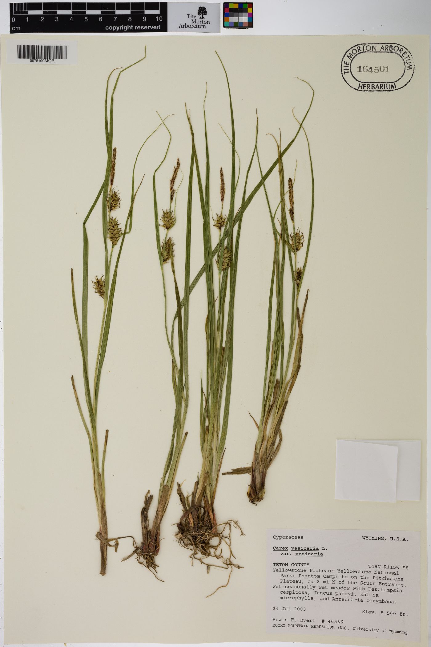 Carex vesicaria var. vesicaria image