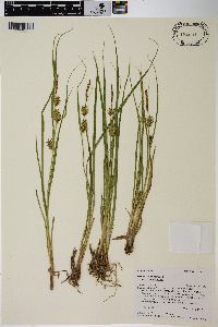 Carex vesicaria var. vesicaria image