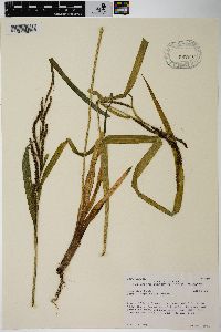 Carex amplifolia image