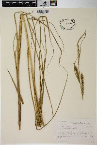 Carex atherodes image