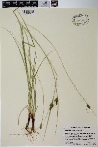 Carex caroliniana image