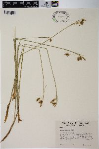 Carex castanea image