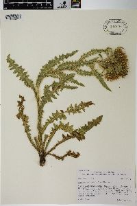 Cirsium eatonii image