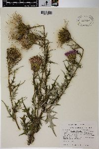 Cirsium discolor image