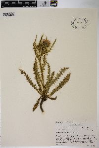 Cirsium eatonii image