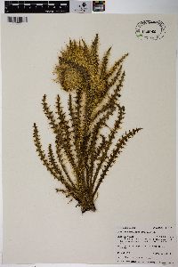 Cirsium scopulorum image