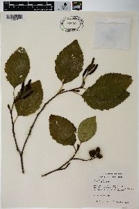 Alnus rubra image