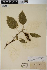 Alnus viridis image