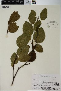 Alnus viridis image