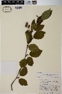 Alnus viridis image