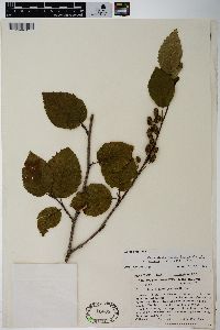 Alnus viridis image