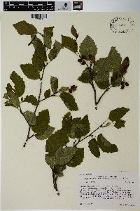 Alnus viridis image