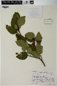 Alnus viridis image