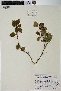 Alnus viridis image