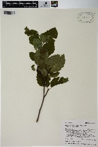 Alnus viridis image