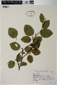 Alnus viridis image