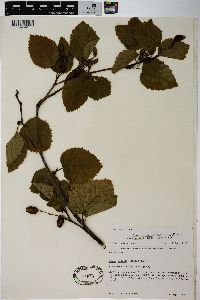 Alnus viridis image