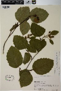 Alnus sinuata image