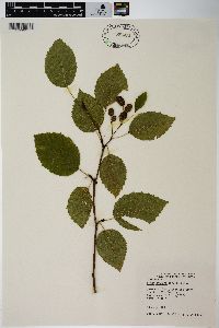 Alnus sinuata image