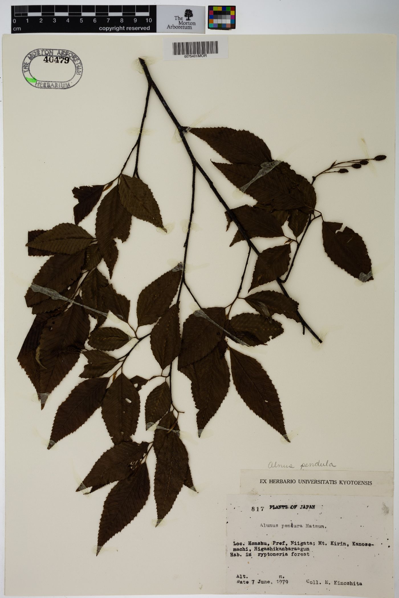 Alnus pendula image