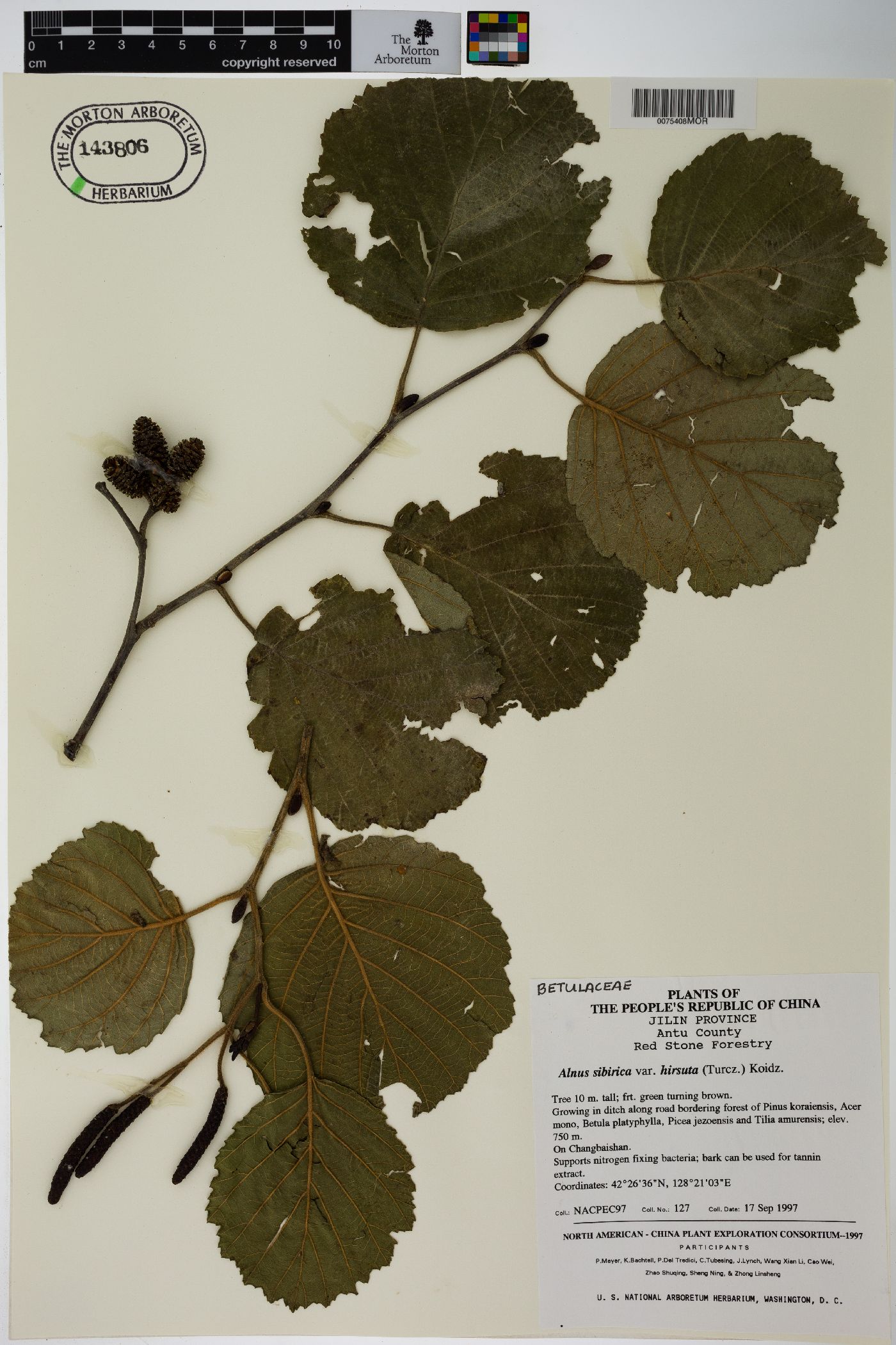 Alnus hirsuta image