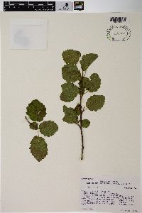 Alnus incana subsp. tenuifolia image