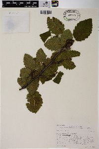 Alnus incana subsp. tenuifolia image