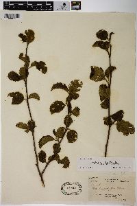 Alnus incana subsp. tenuifolia image