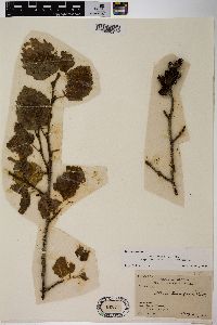 Alnus incana subsp. tenuifolia image