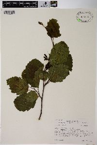 Alnus incana subsp. tenuifolia image