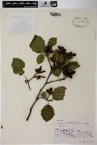 Alnus incana subsp. tenuifolia image