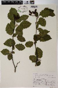 Alnus incana subsp. tenuifolia image