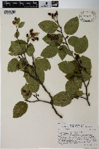 Alnus viridis subsp. crispa image