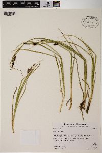 Carex saxatilis image