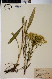 Solidago ohioensis image