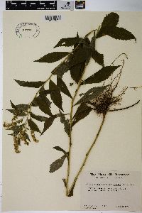 Solidago rugosa var. rugosa image