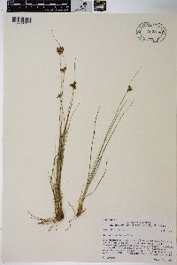 Juncus confusus image