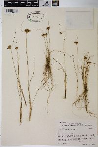 Juncus confusus image