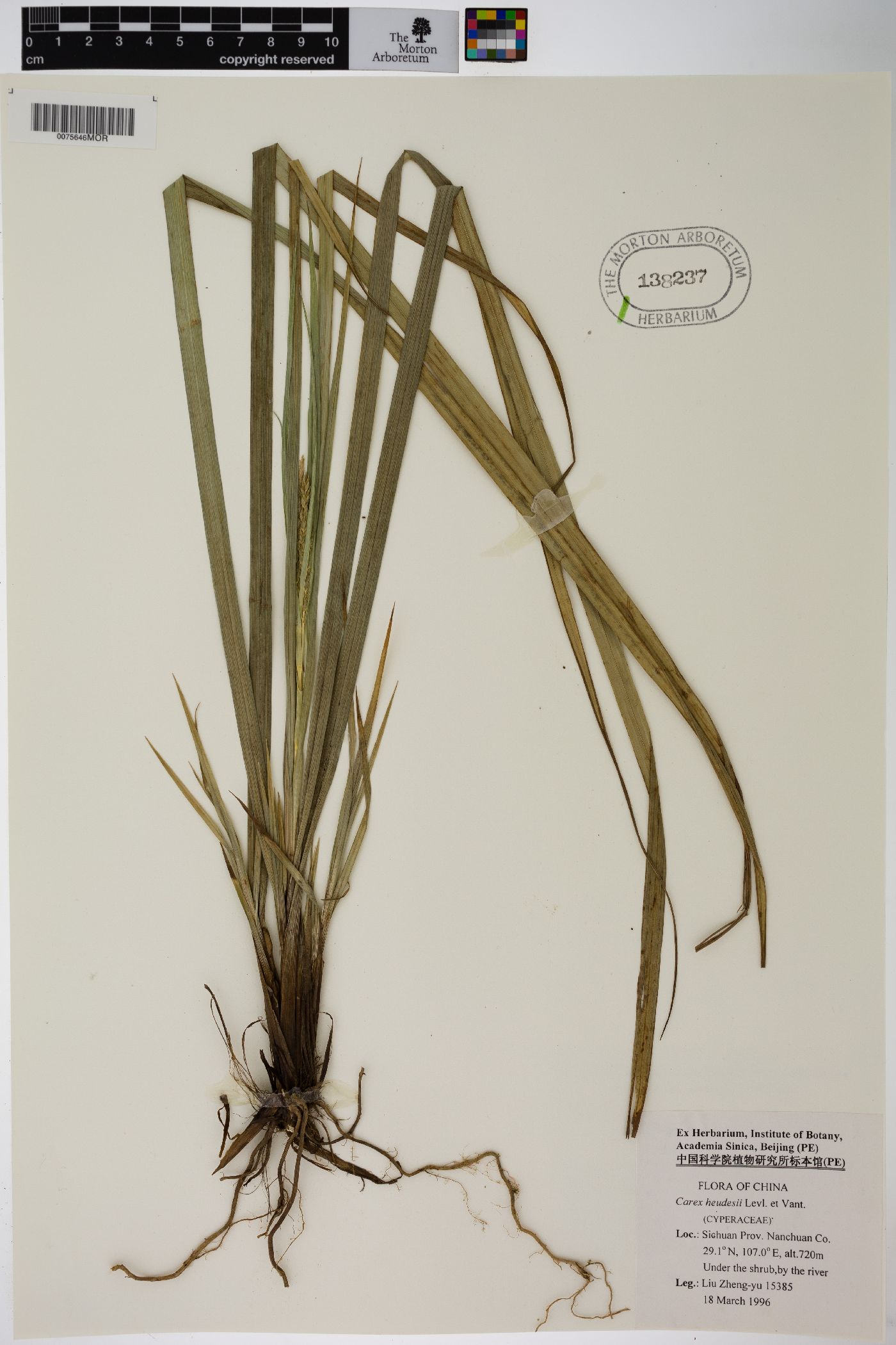 Carex heudesii image